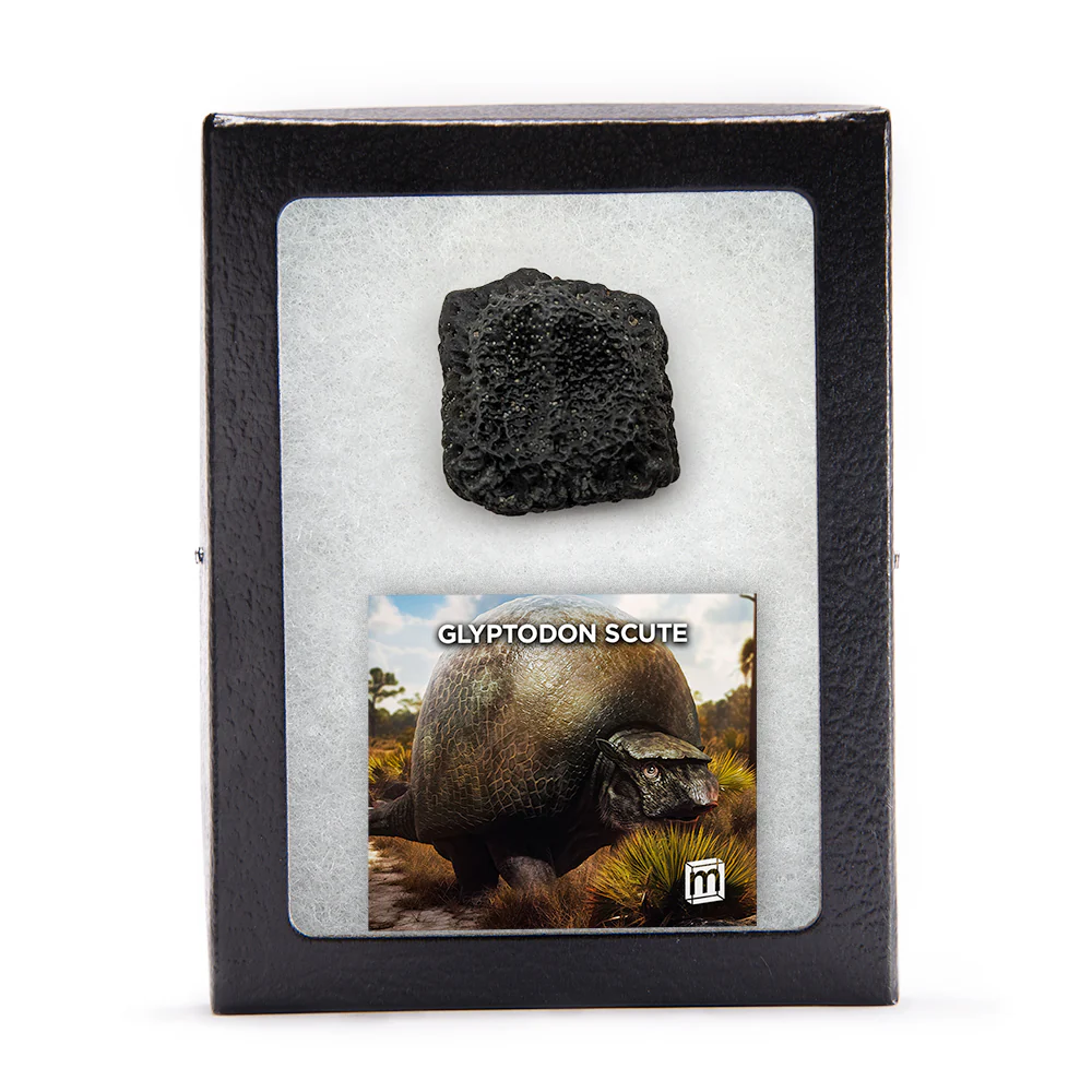 Glyptodon Scute - Hand-Held Specimens - Image 2