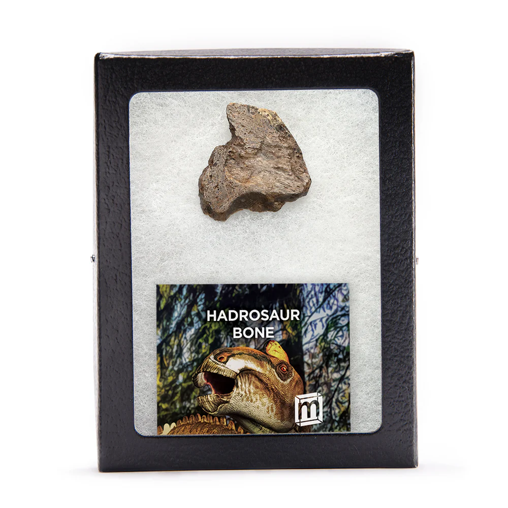 Hadrosaur Bone - Image 3