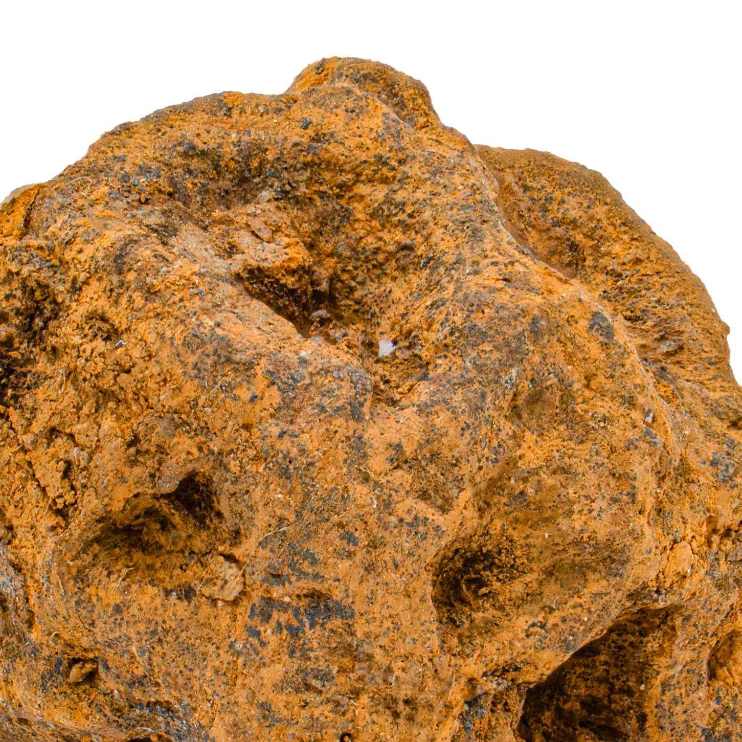 Hell Creek Dawn Redwood - SOLD 0.79" Fossilized Metasequoia Cone - Image 2