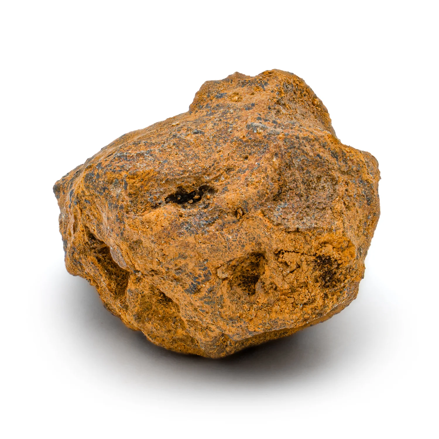 Hell Creek Dawn Redwood - SOLD 0.79" Fossilized Metasequoia Cone - Image 3