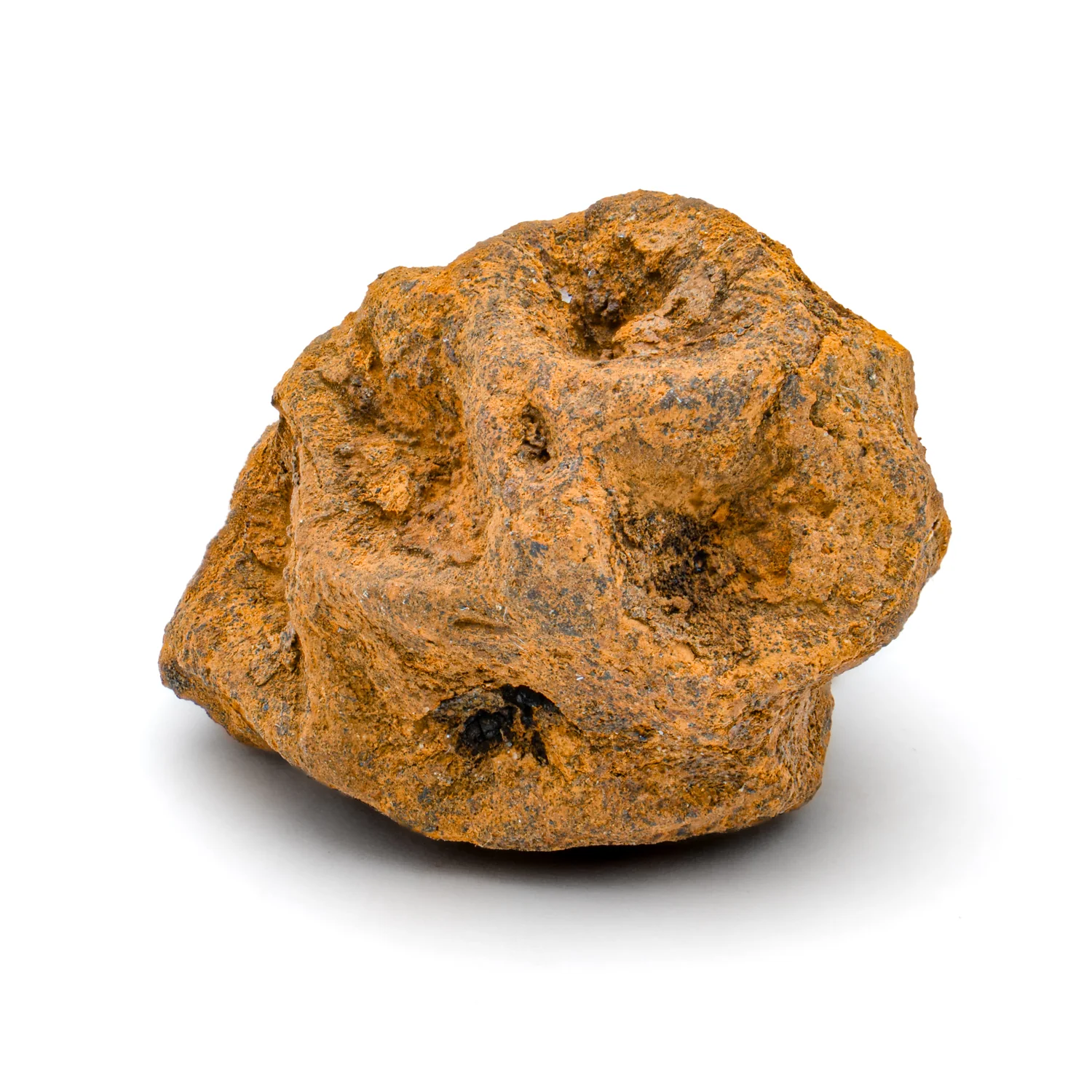 Hell Creek Dawn Redwood - SOLD 0.79" Fossilized Metasequoia Cone - Image 4