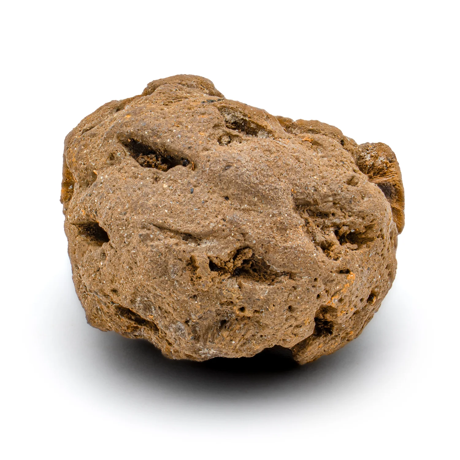 Hell Creek Dawn Redwood - SOLD 0.82" Fossilized Metasequoia Cone - Image 3