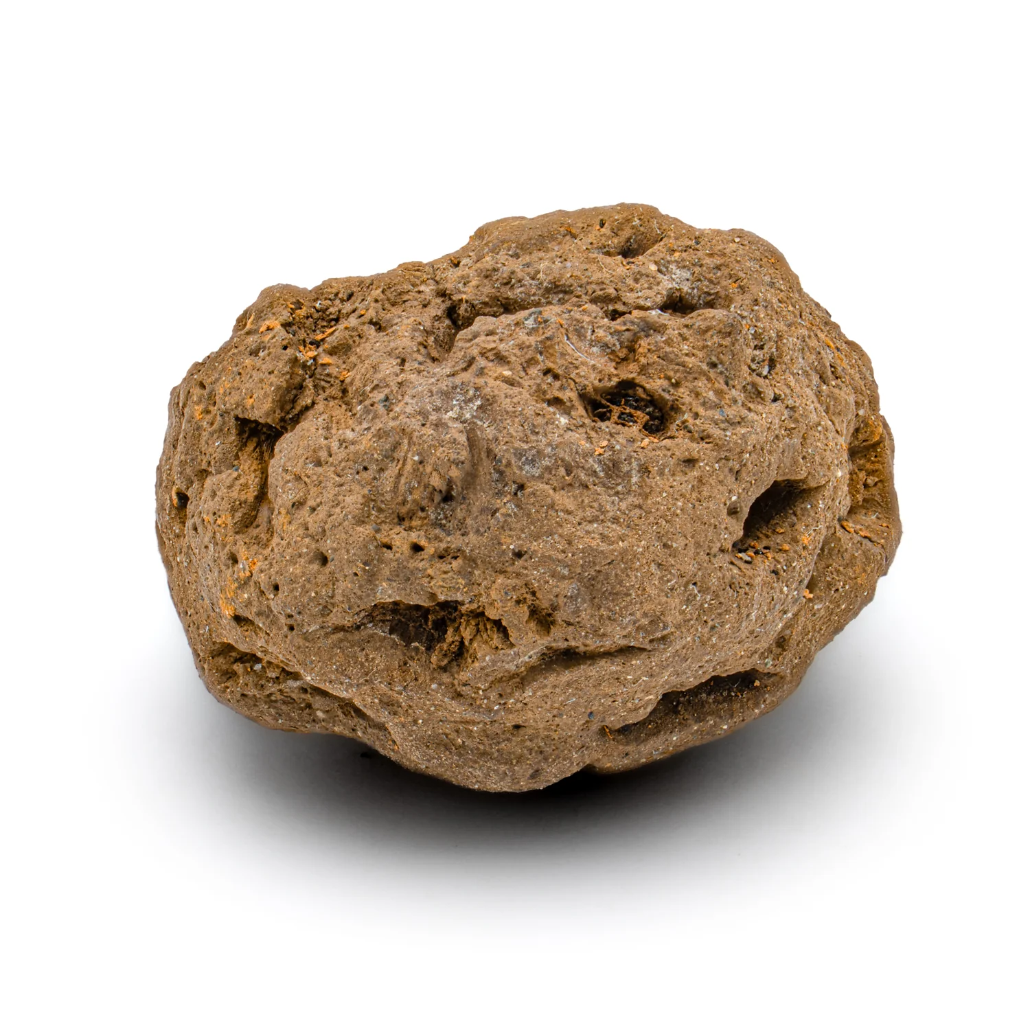 Hell Creek Dawn Redwood - SOLD 0.82" Fossilized Metasequoia Cone - Image 4