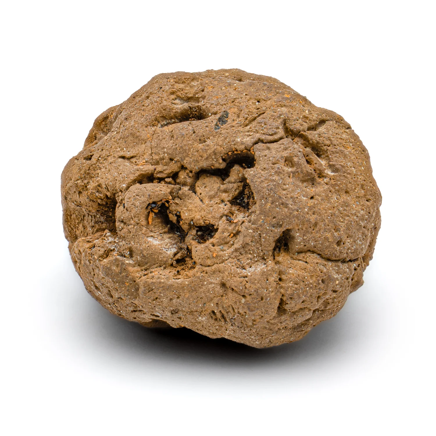 Hell Creek Dawn Redwood - SOLD 0.82" Fossilized Metasequoia Cone - Image 5