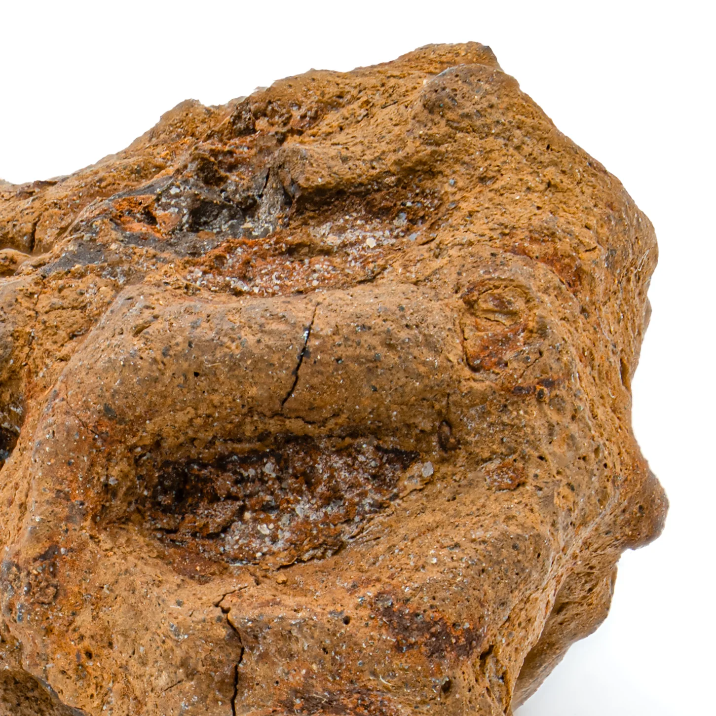 Hell Creek Dawn Redwood - SOLD 0.90" Fossilized Metasequoia Cone - Image 2