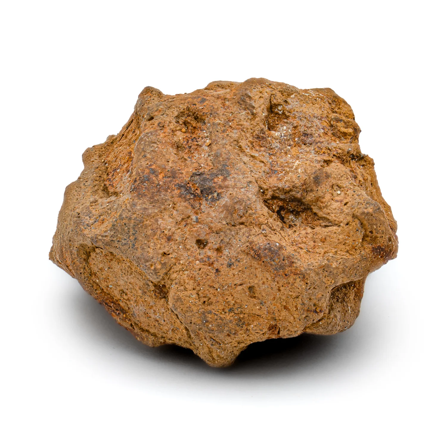 Hell Creek Dawn Redwood - SOLD 0.90" Fossilized Metasequoia Cone - Image 3