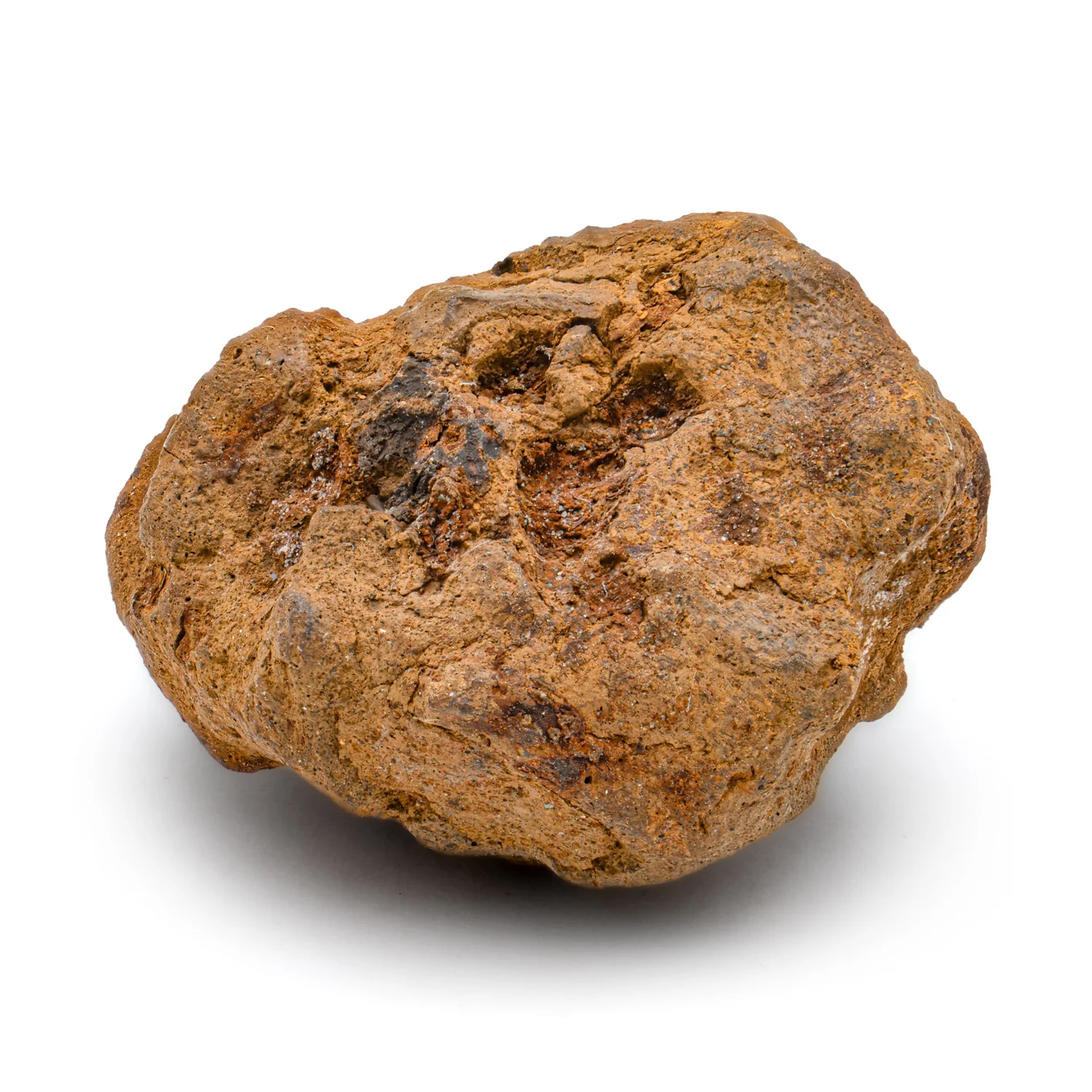 Hell Creek Dawn Redwood - SOLD 0.90" Fossilized Metasequoia Cone - Image 4