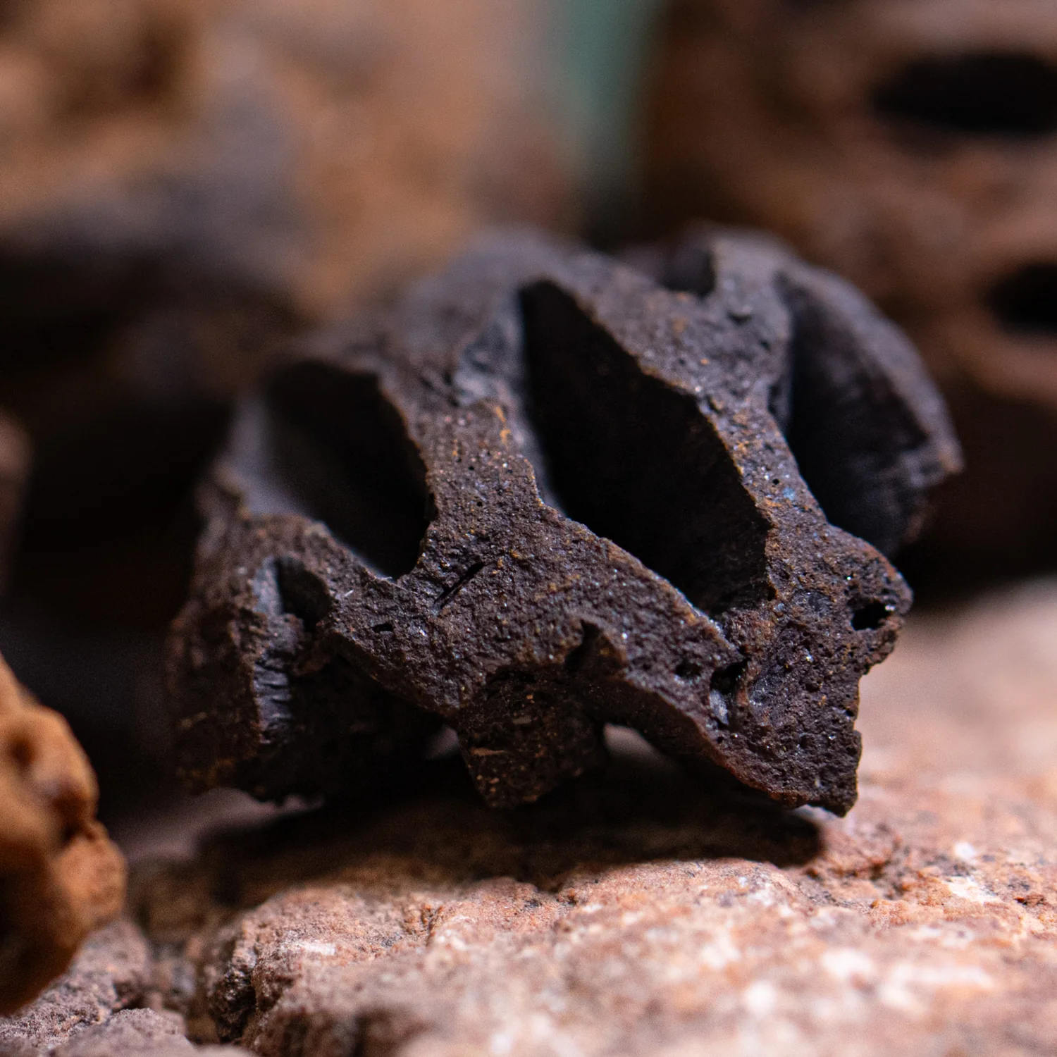 Hell Creek Mini Dawn Redwood Cones - Fossilized Metasequoia Cones - Image 10