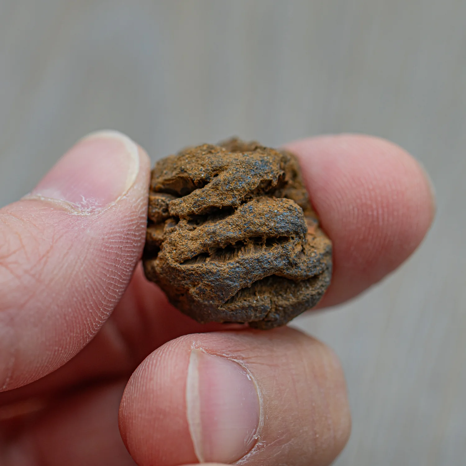 Hell Creek Mini Dawn Redwood Cones - Fossilized Metasequoia Cones - Image 2