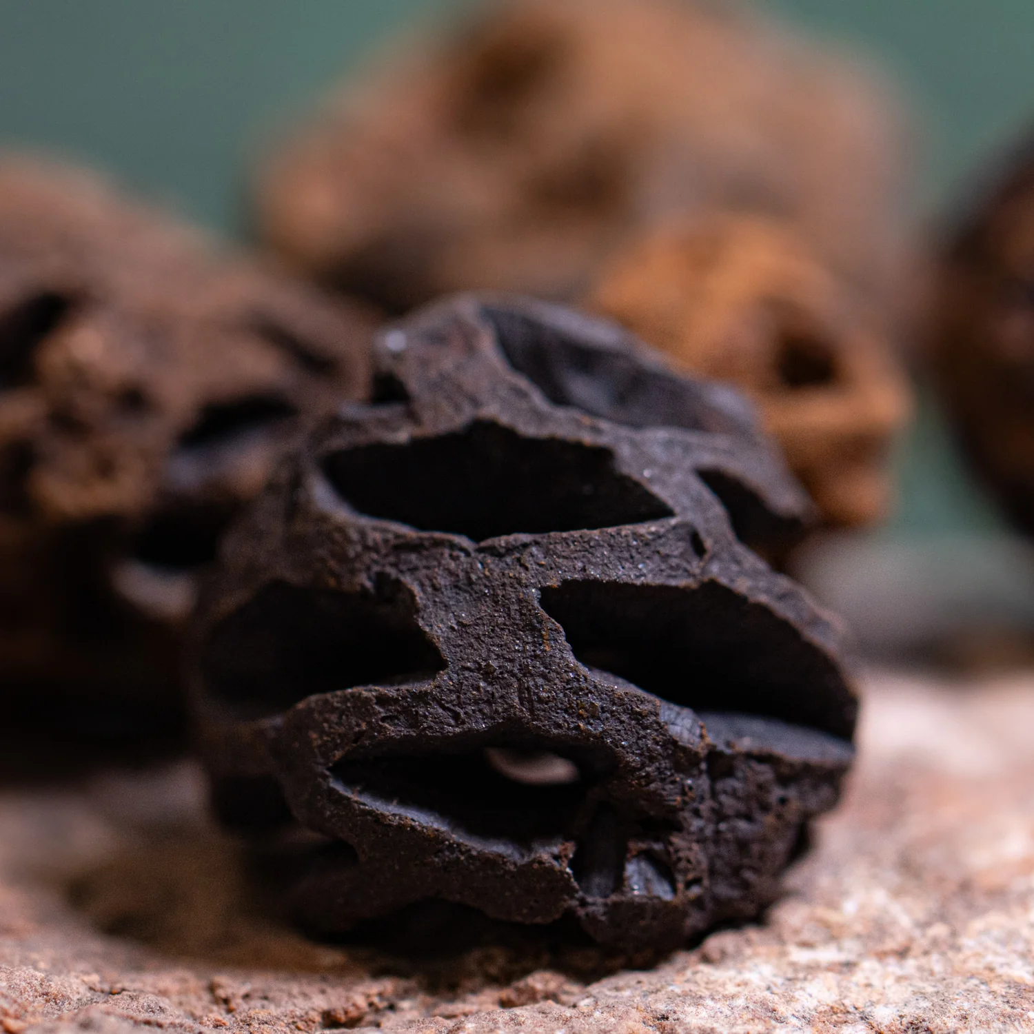 Hell Creek Mini Dawn Redwood Cones - Fossilized Metasequoia Cones - Image 3