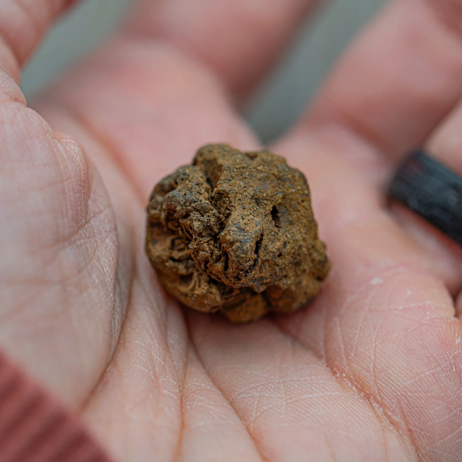 Hell Creek Mini Dawn Redwood Cones - Fossilized Metasequoia Cones - Image 4