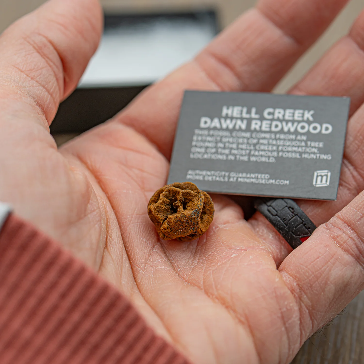 Hell Creek Mini Dawn Redwood Cones - Fossilized Metasequoia Cones - Image 8