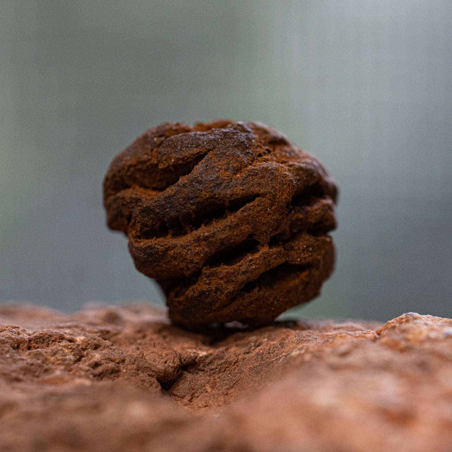 Hell Creek Mini Dawn Redwood Cones - Fossilized Metasequoia Cones - Image 9