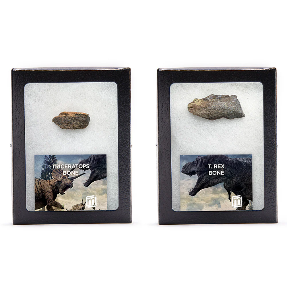 Hell Creek T. Rex and Triceratops Bundle - Image 2