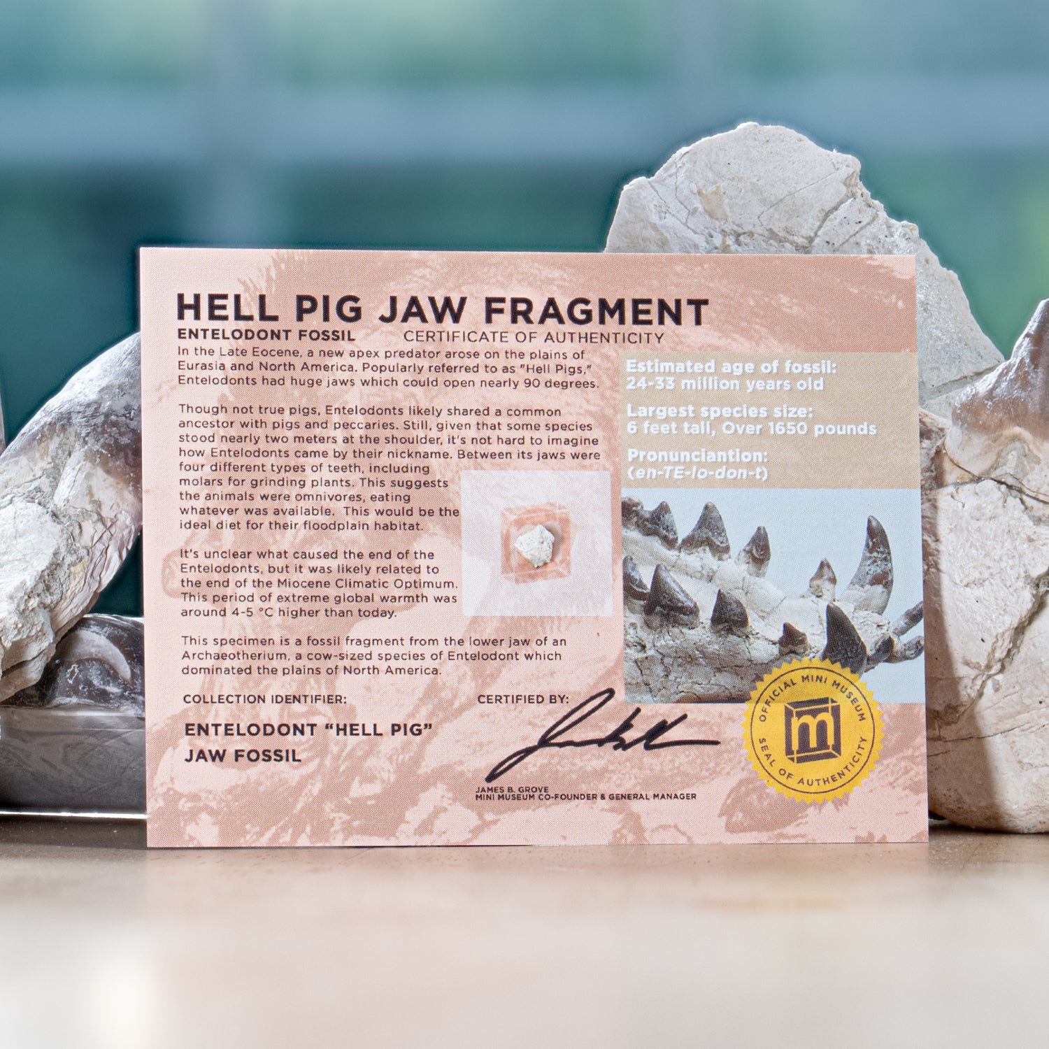 Hell Pig Jaw Fossil - Entelodont Display Card - Image 4