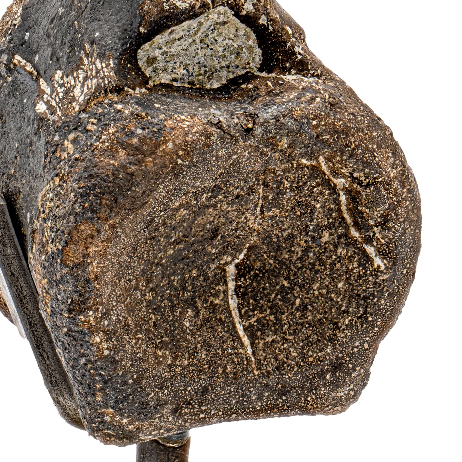 Hypacrosaurus Vertebra - SOLD 1.71" Fossil with Stand - Image 2