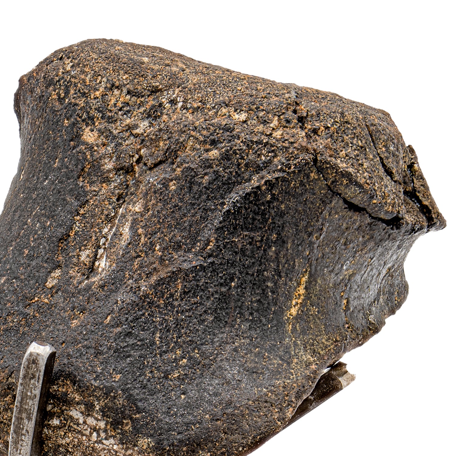 Hypacrosaurus Vertebra - SOLD 2.08" Fossil with Stand - Image 3