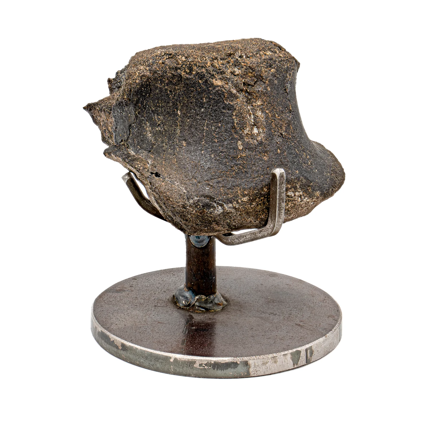 Hypacrosaurus Vertebra - SOLD 2.08" Fossil with Stand - Image 4