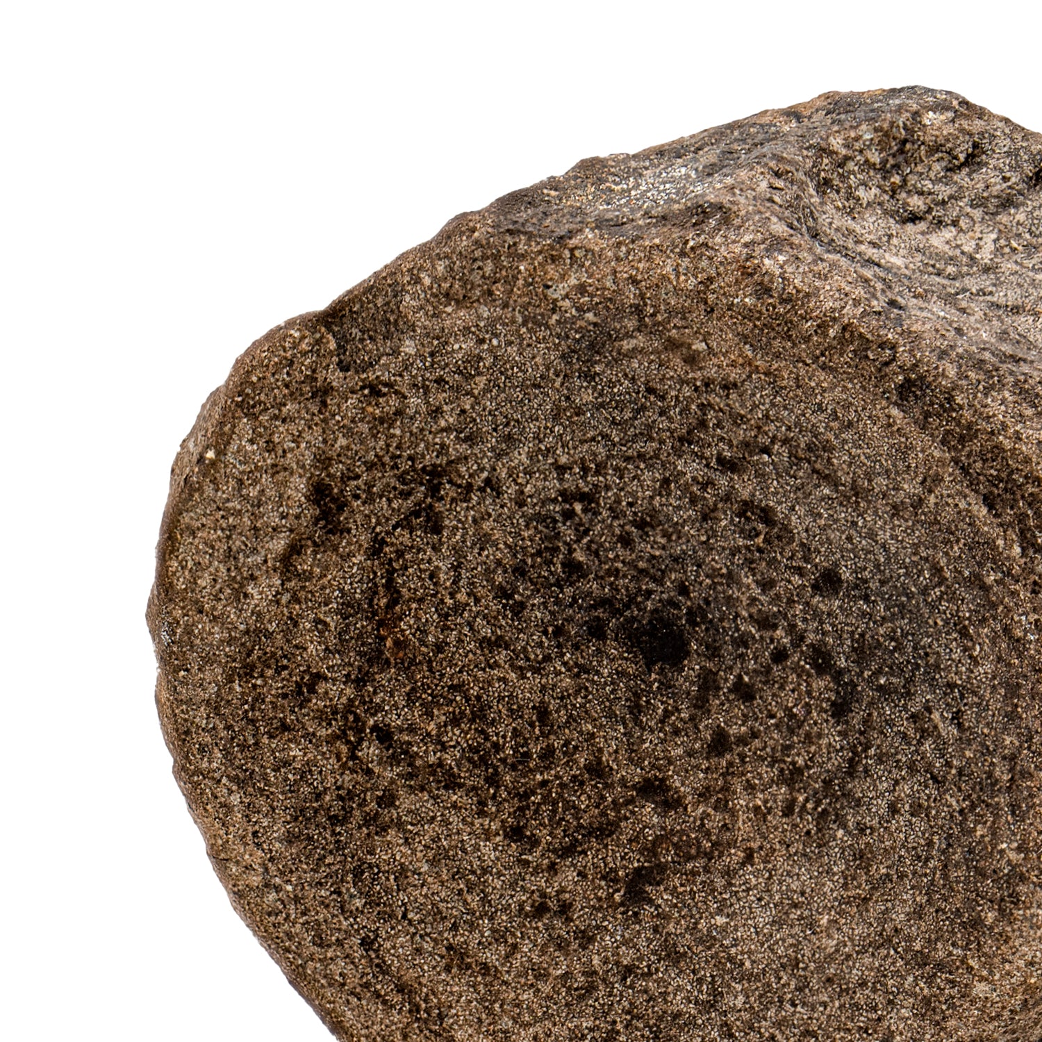 Hypacrosaurus Vertebra - SOLD 2.46" Fossil with Stand - Image 4