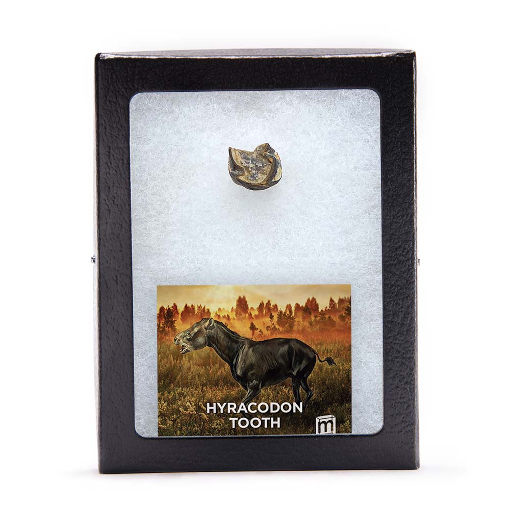 Hyracodon Tooth - Image 3