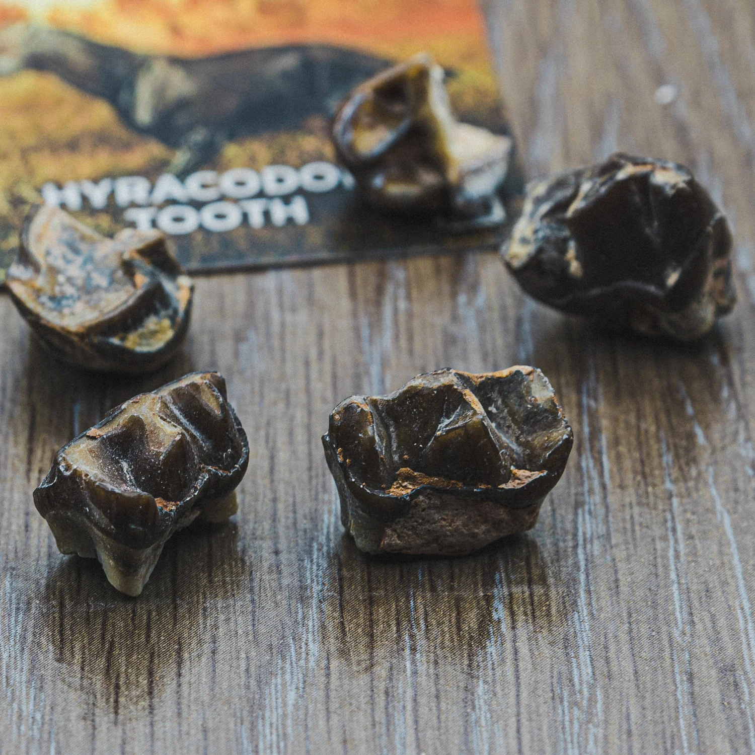 Hyracodon Tooth - Image 4