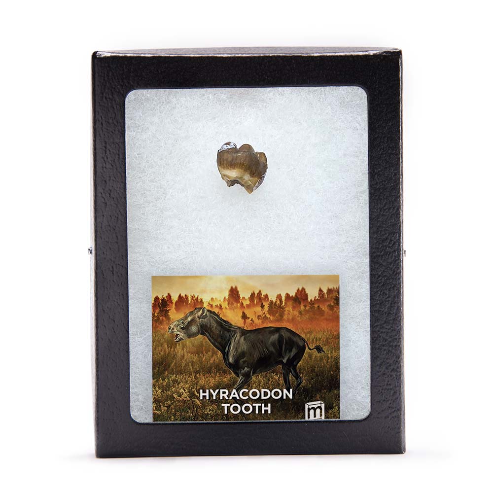 Hyracodon Tooth - Image 5