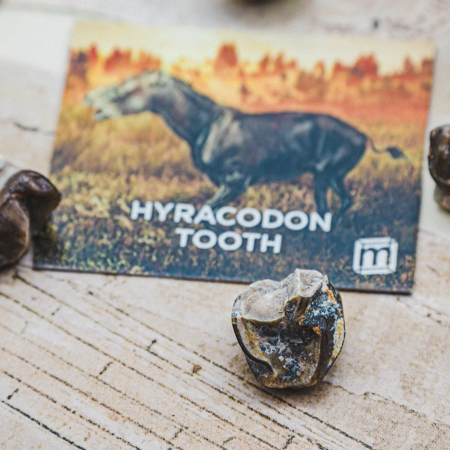 Hyracodon Tooth - Image 6