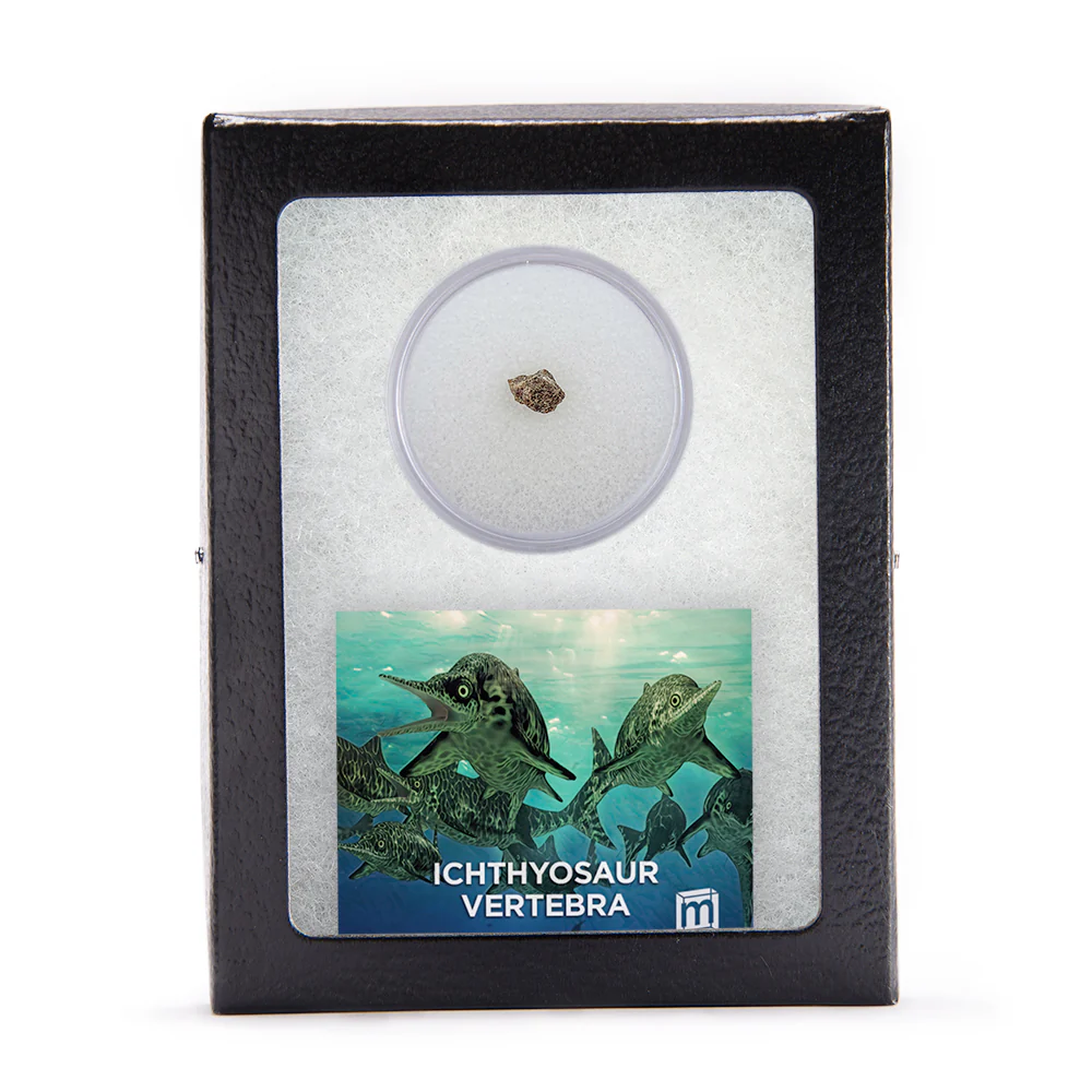 Ichthyosaur Vertebra Fossil - Image 3