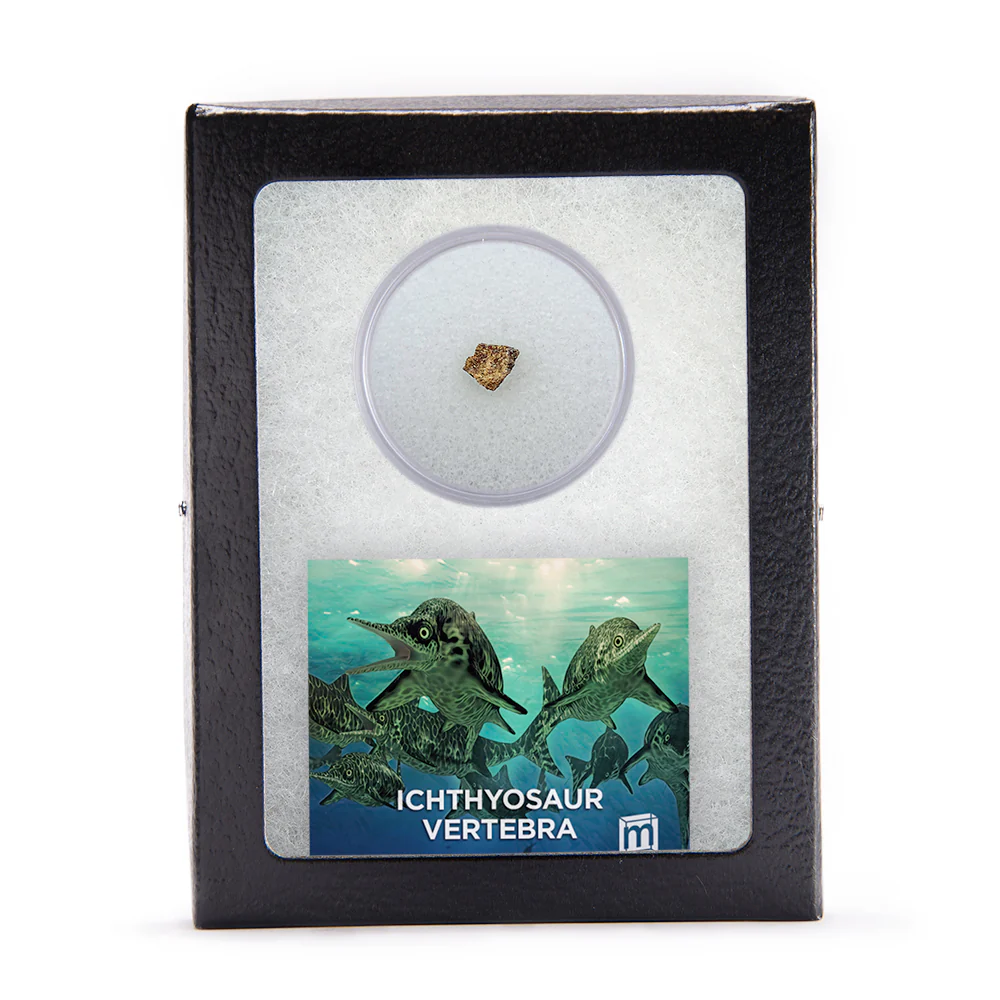 Ichthyosaur Vertebra Fossil - Image 5