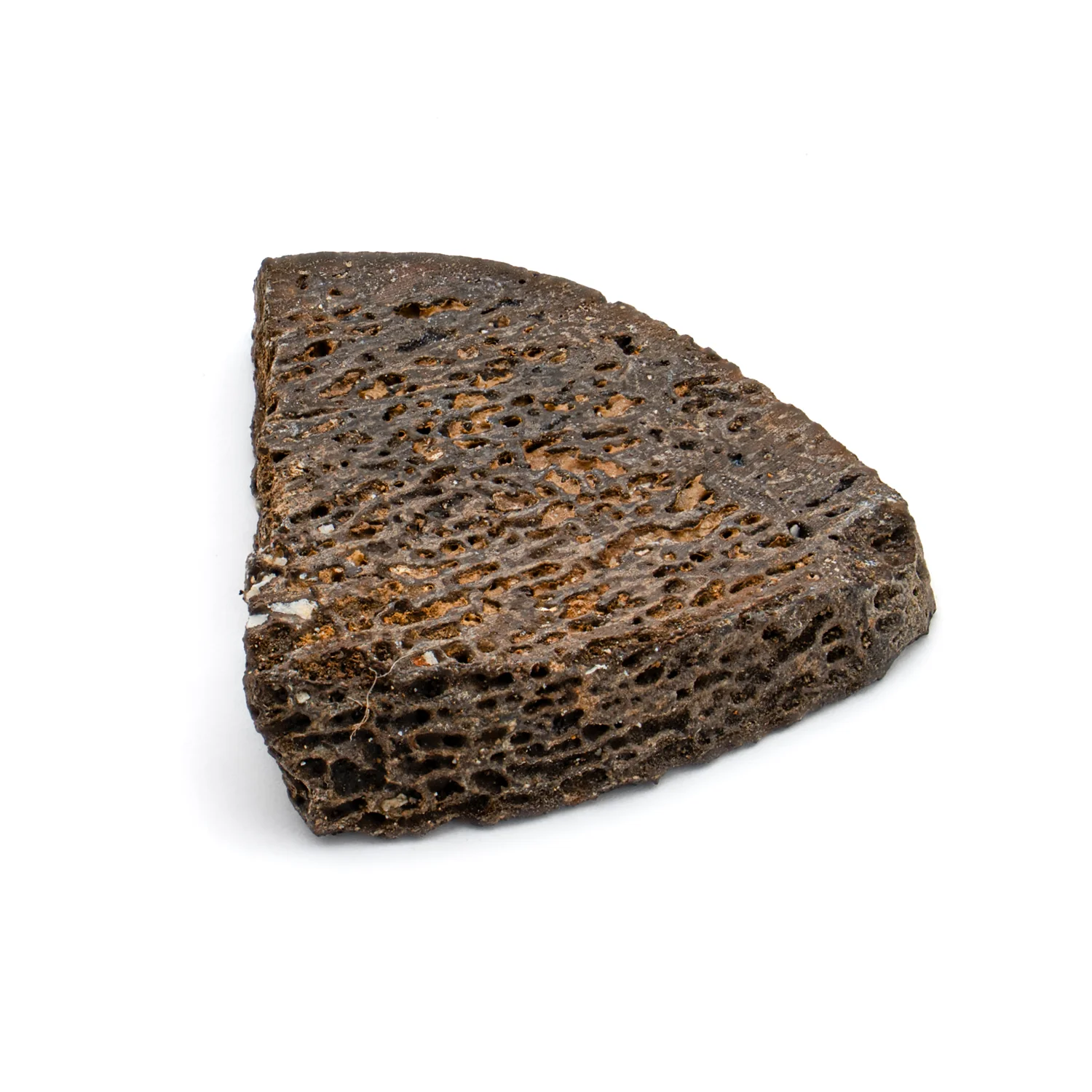 Iguanodon Bone 0.989" Cross-Section - Image 2