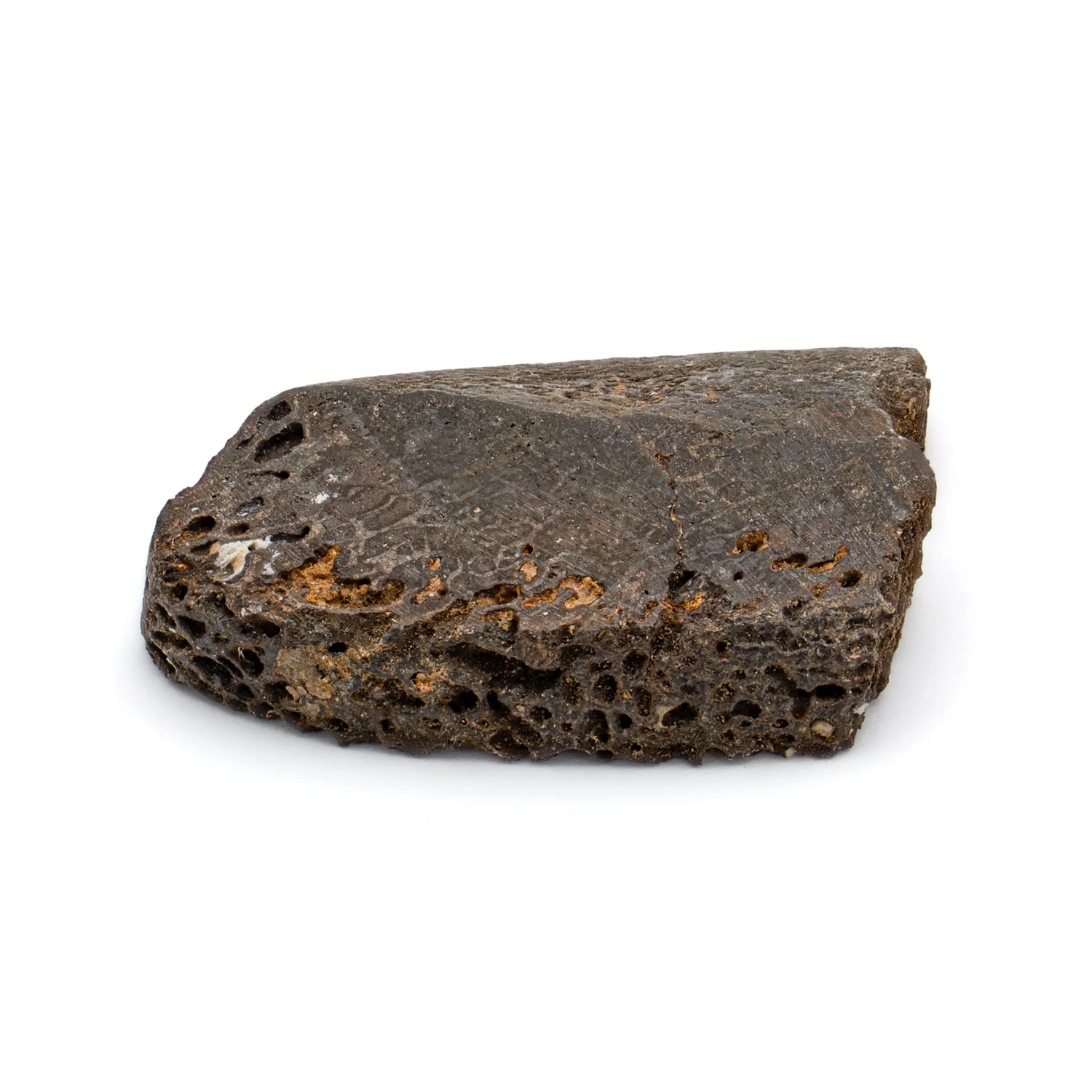 Iguanodon Bone 1.043" Cross-Section - Image 2