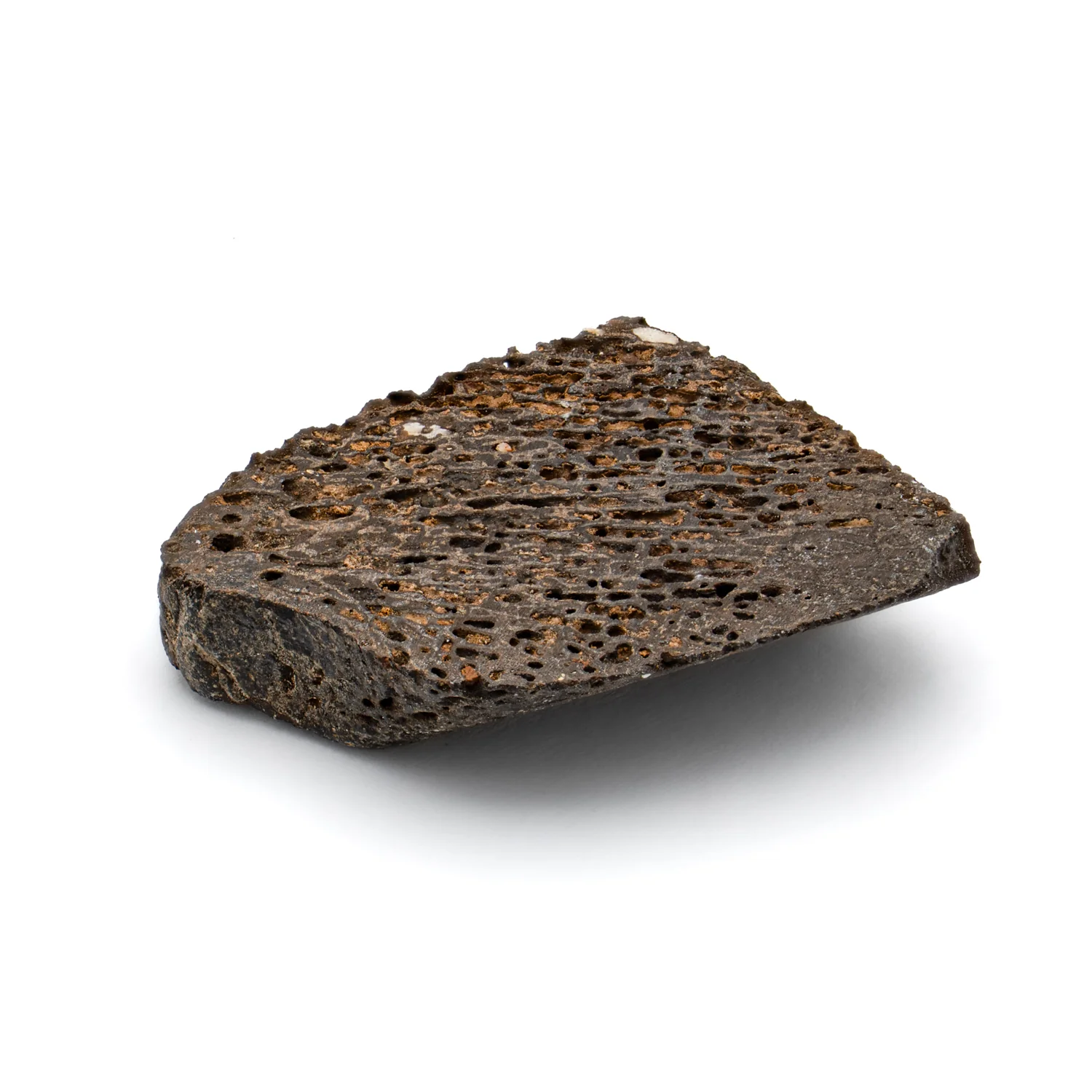 Iguanodon Bone 1.043" Cross-Section - Image 3