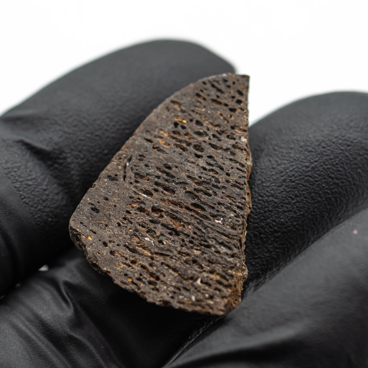 Iguanodon Bone 1.100" Cross-Section - Image 2