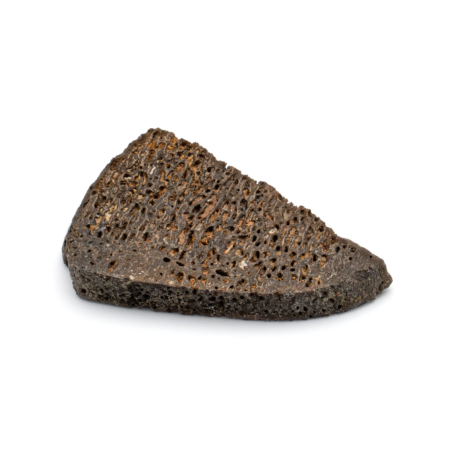 Iguanodon Bone 1.100" Cross-Section - Image 3