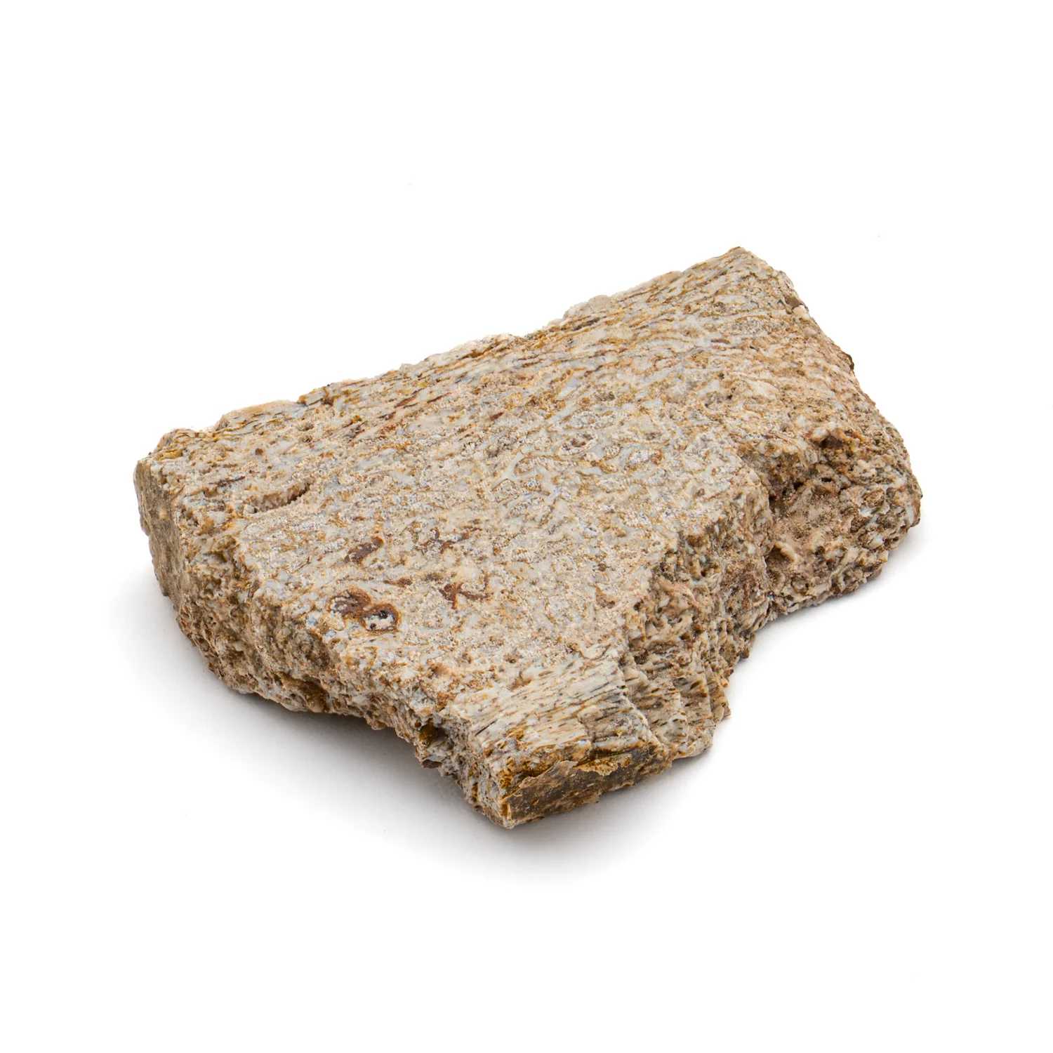 Iguanodon Bone 1.105" Cross-Section - Image 2