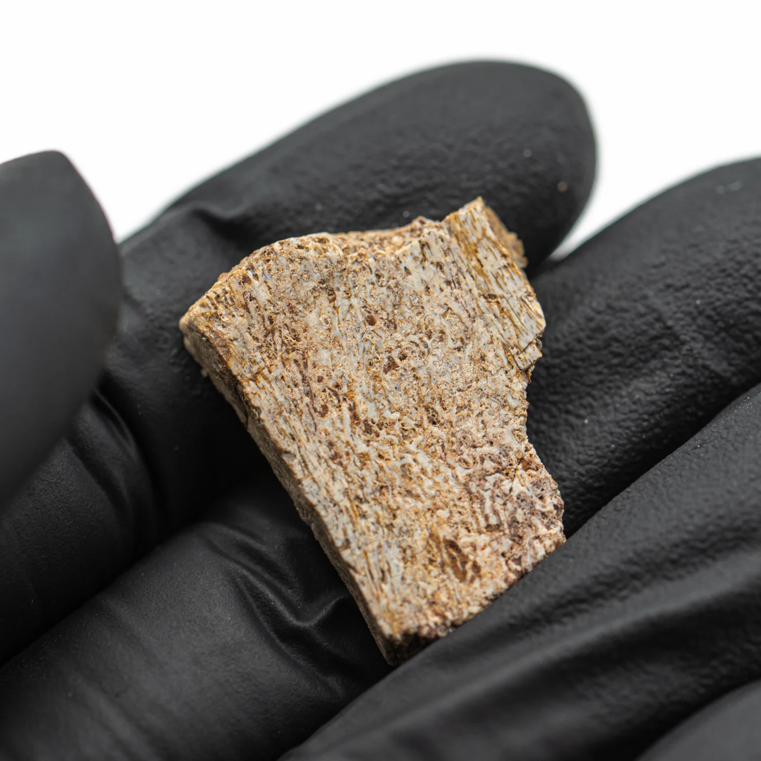 Iguanodon Bone 1.105" Cross-Section - Image 3