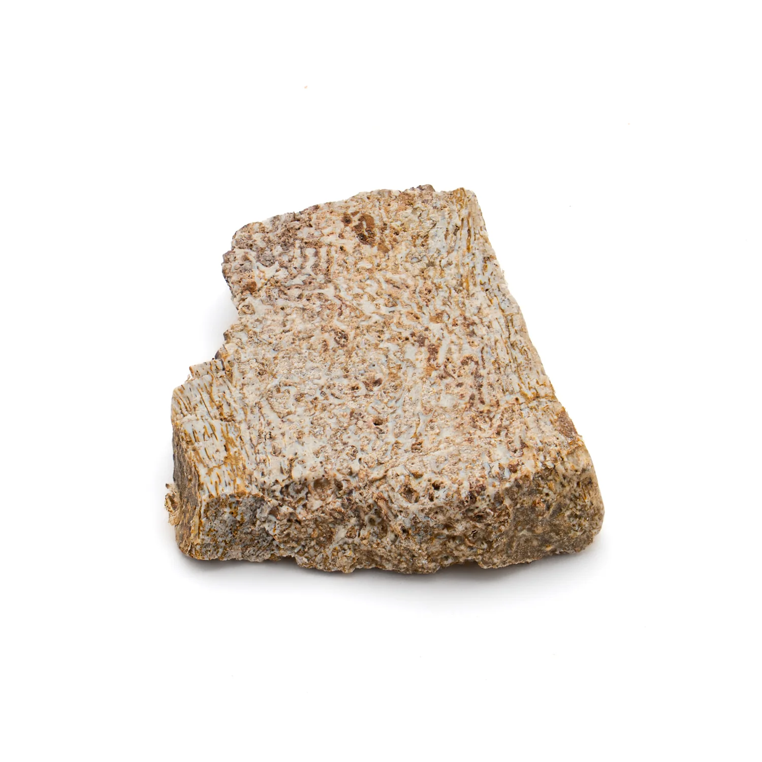 Iguanodon Bone 1.105" Cross-Section - Image 4