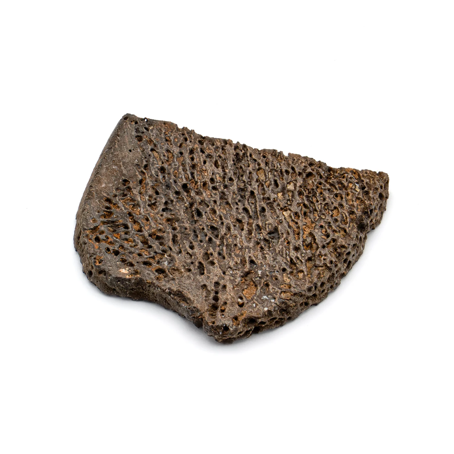 Iguanodon Bone 1.131" Cross-Section - Image 2