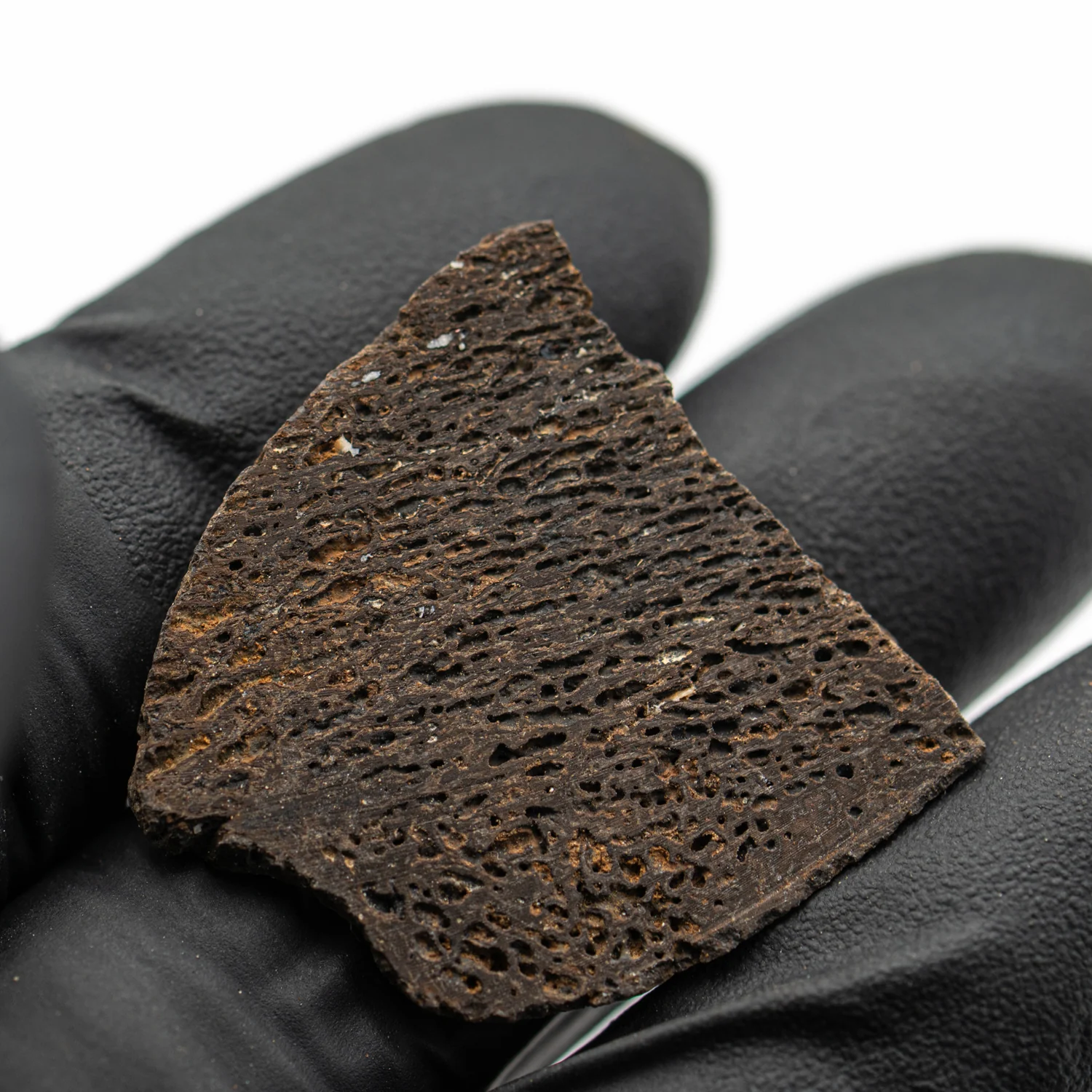 Iguanodon Bone 1.131" Cross-Section - Image 3