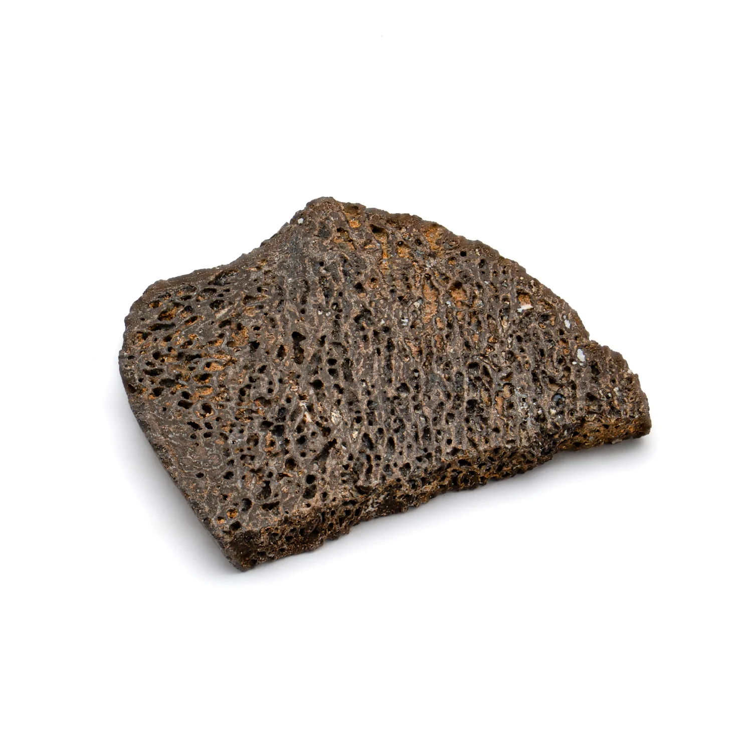 Iguanodon Bone 1.131" Cross-Section - Image 4