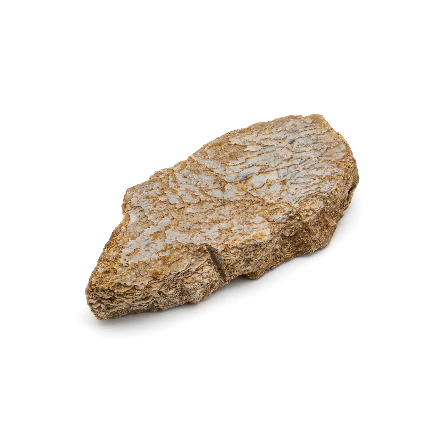 Iguanodon Bone 1.287" Cross-Section - Image 2