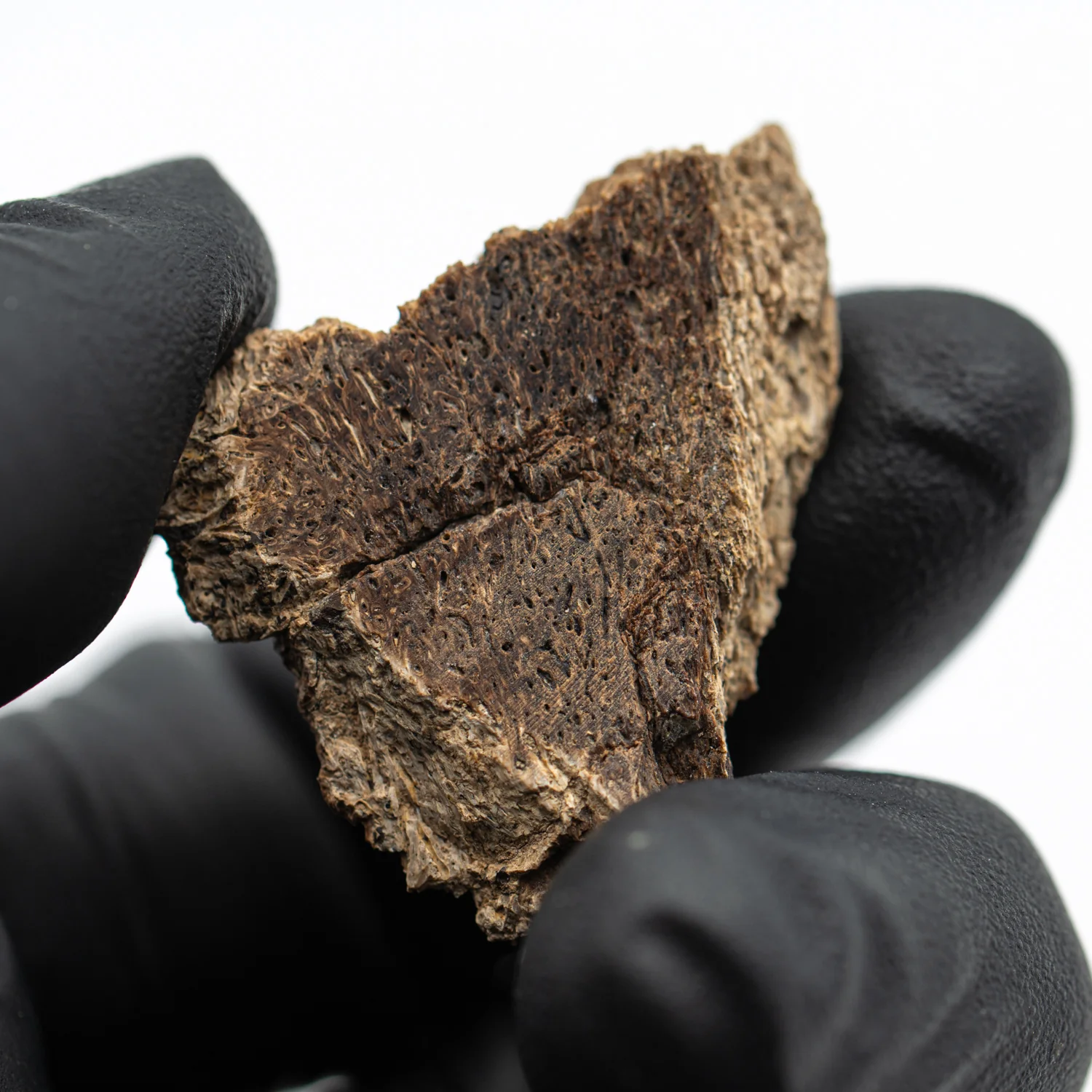 Iguanodon Bone 1.298" Cross-Section - Image 2