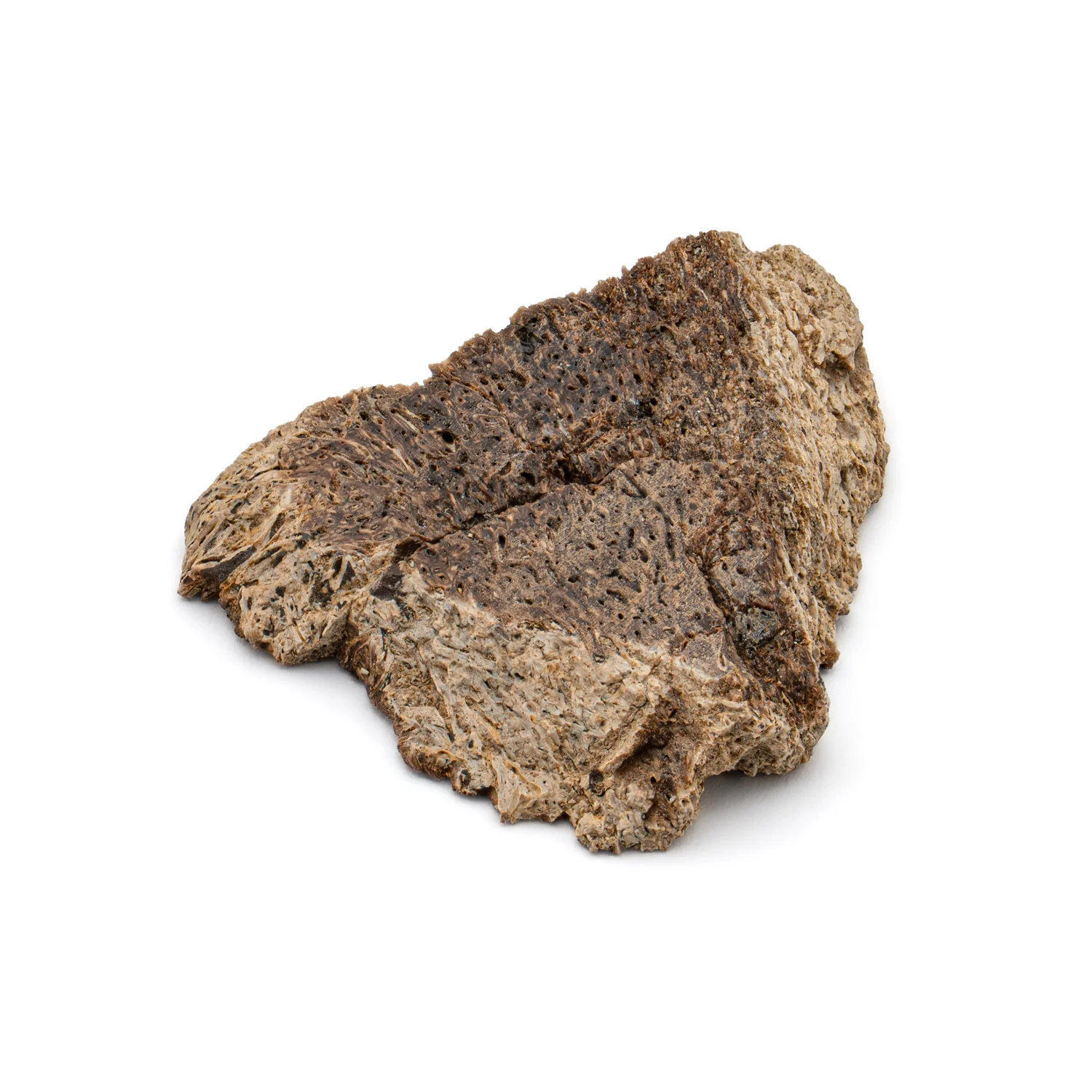 Iguanodon Bone 1.298" Cross-Section - Image 3