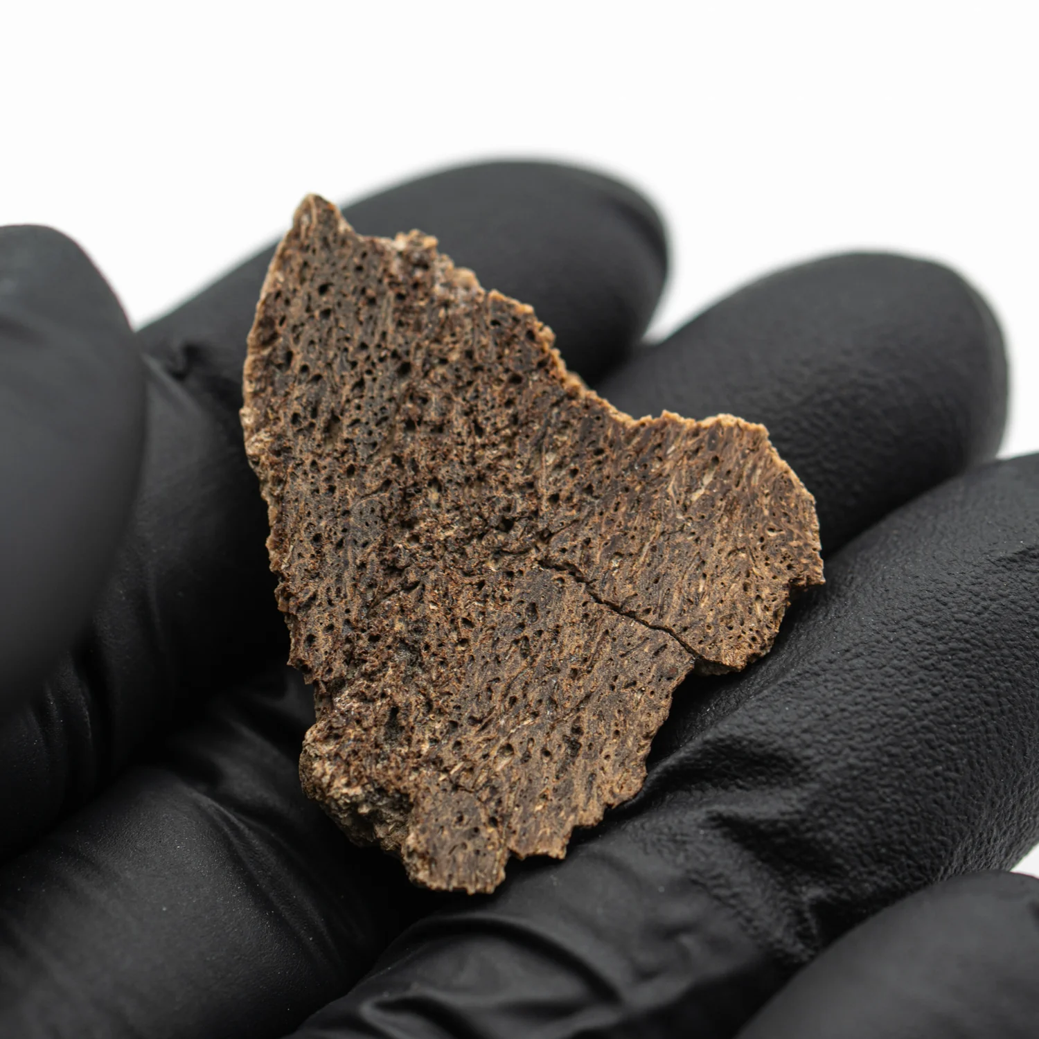 Iguanodon Bone 1.298" Cross-Section - Image 4