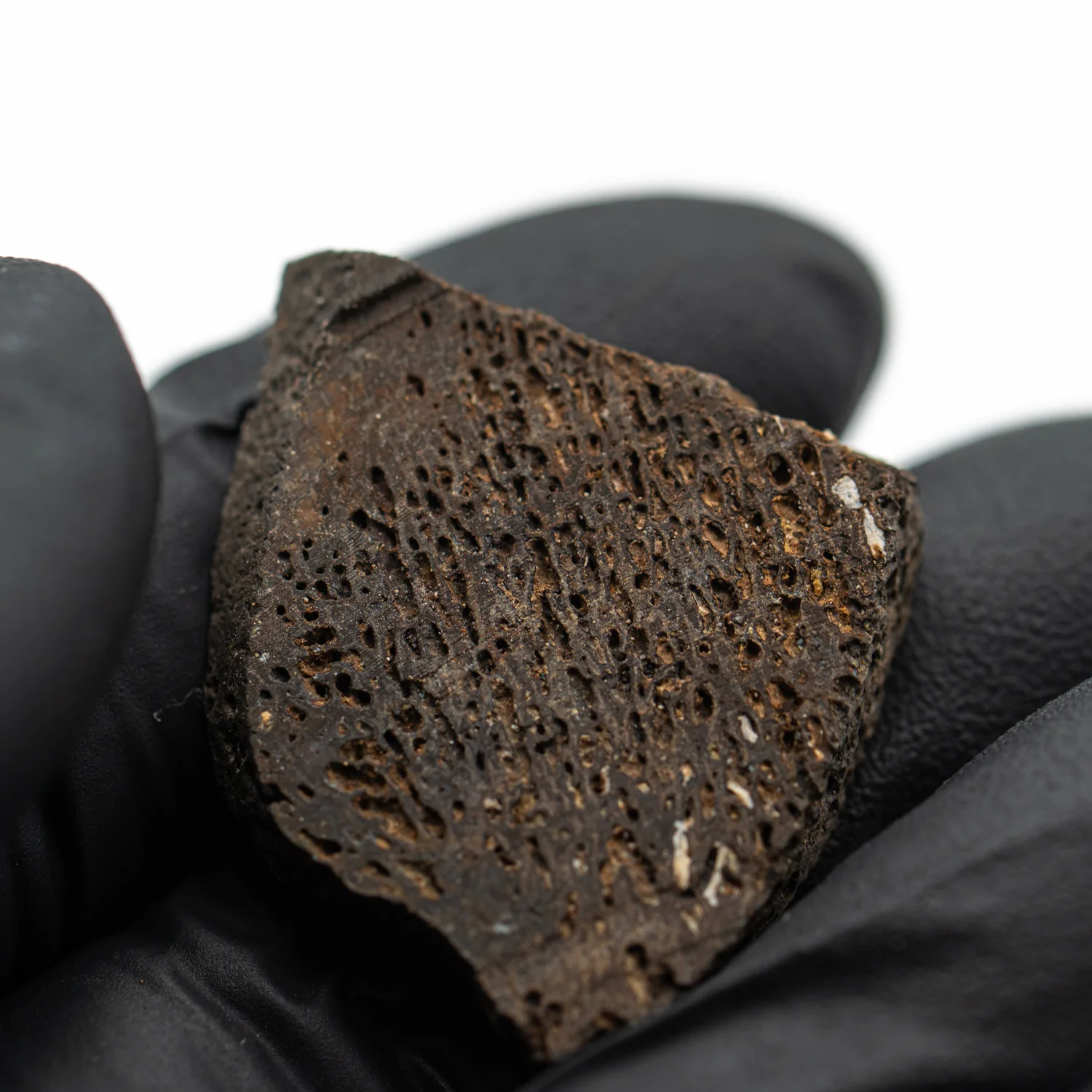 Iguanodon Bone 1.300" Cross-Section - Image 2