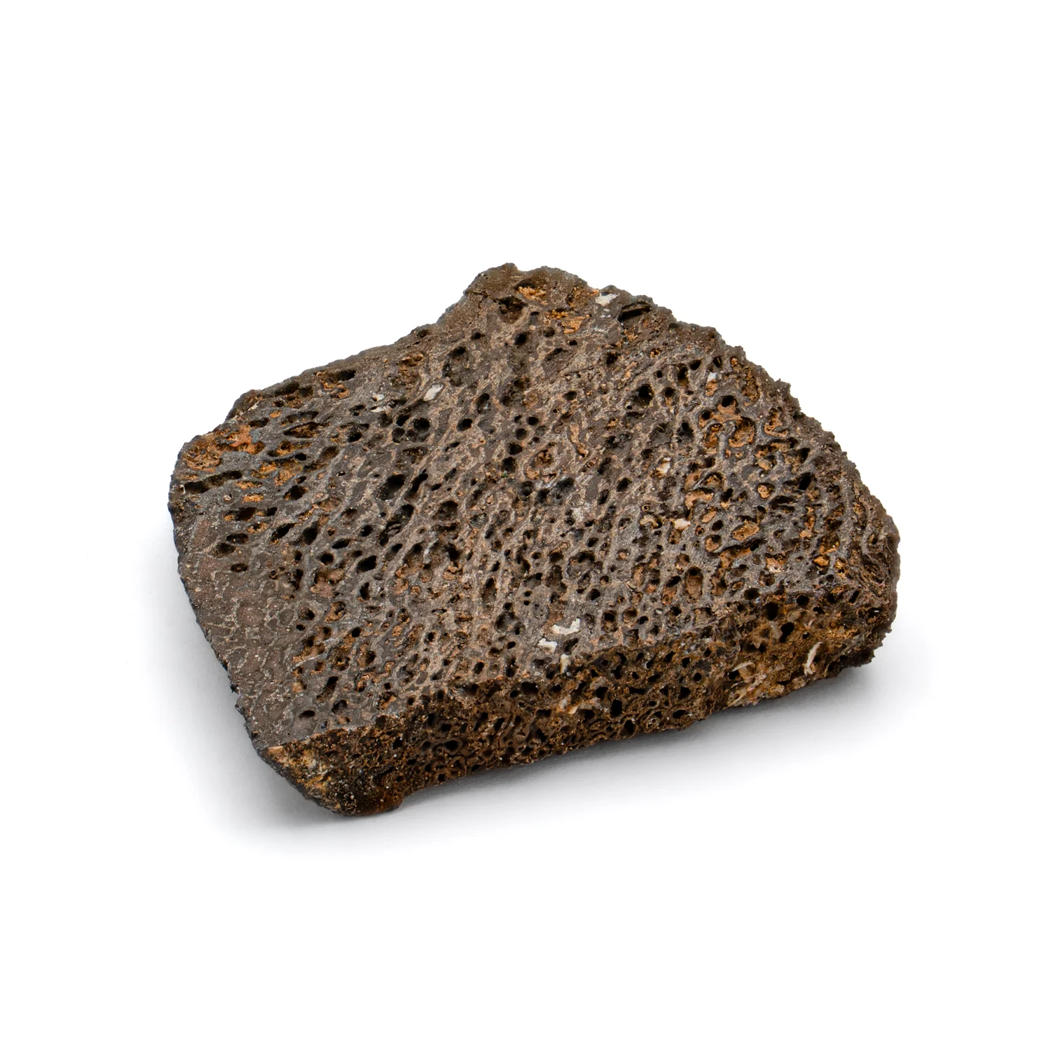 Iguanodon Bone 1.300" Cross-Section - Image 3