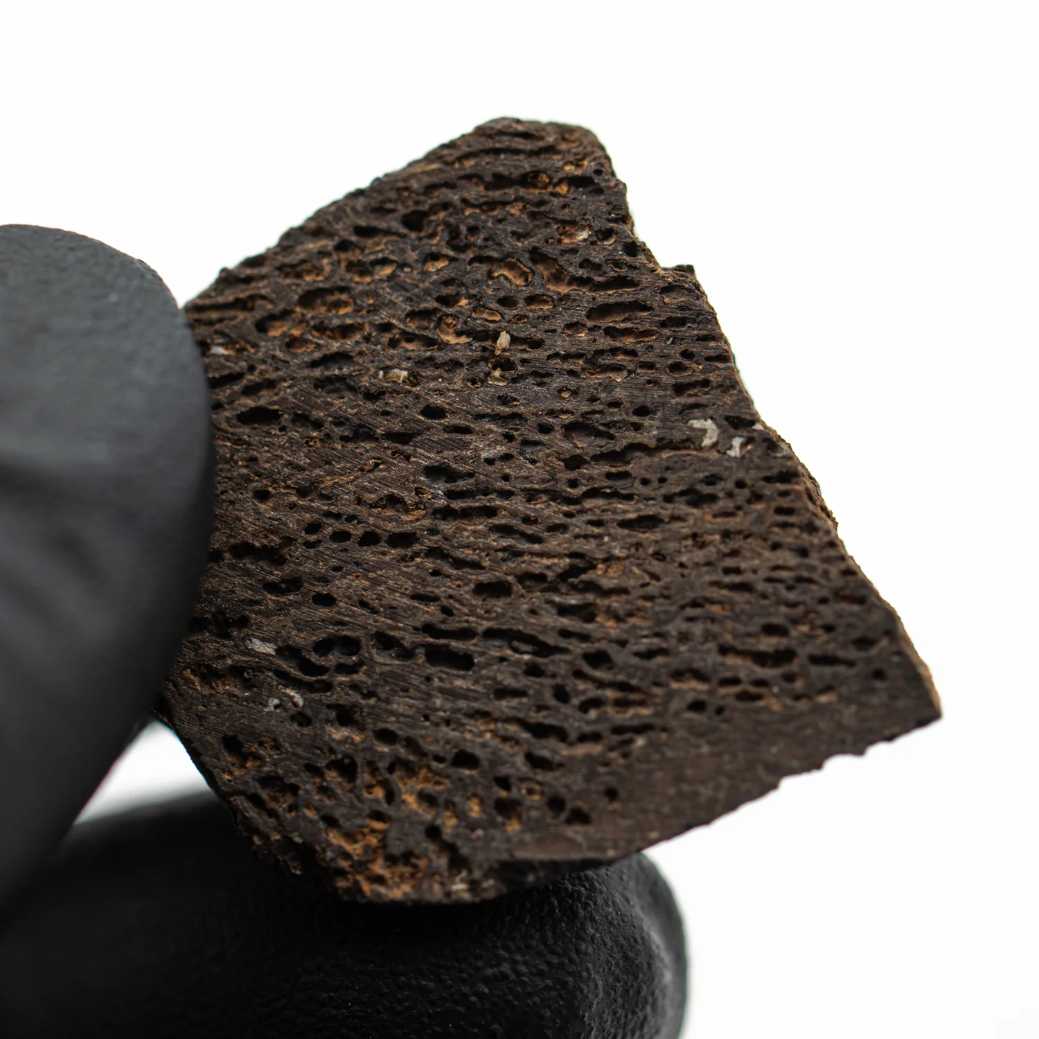 Iguanodon Bone 1.300" Cross-Section - Image 4