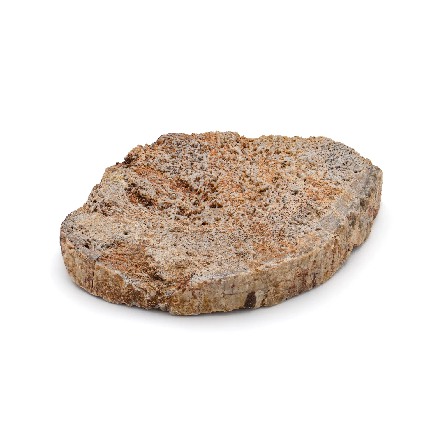 Iguanodon Bone 1.362" Cross-Section - Image 2