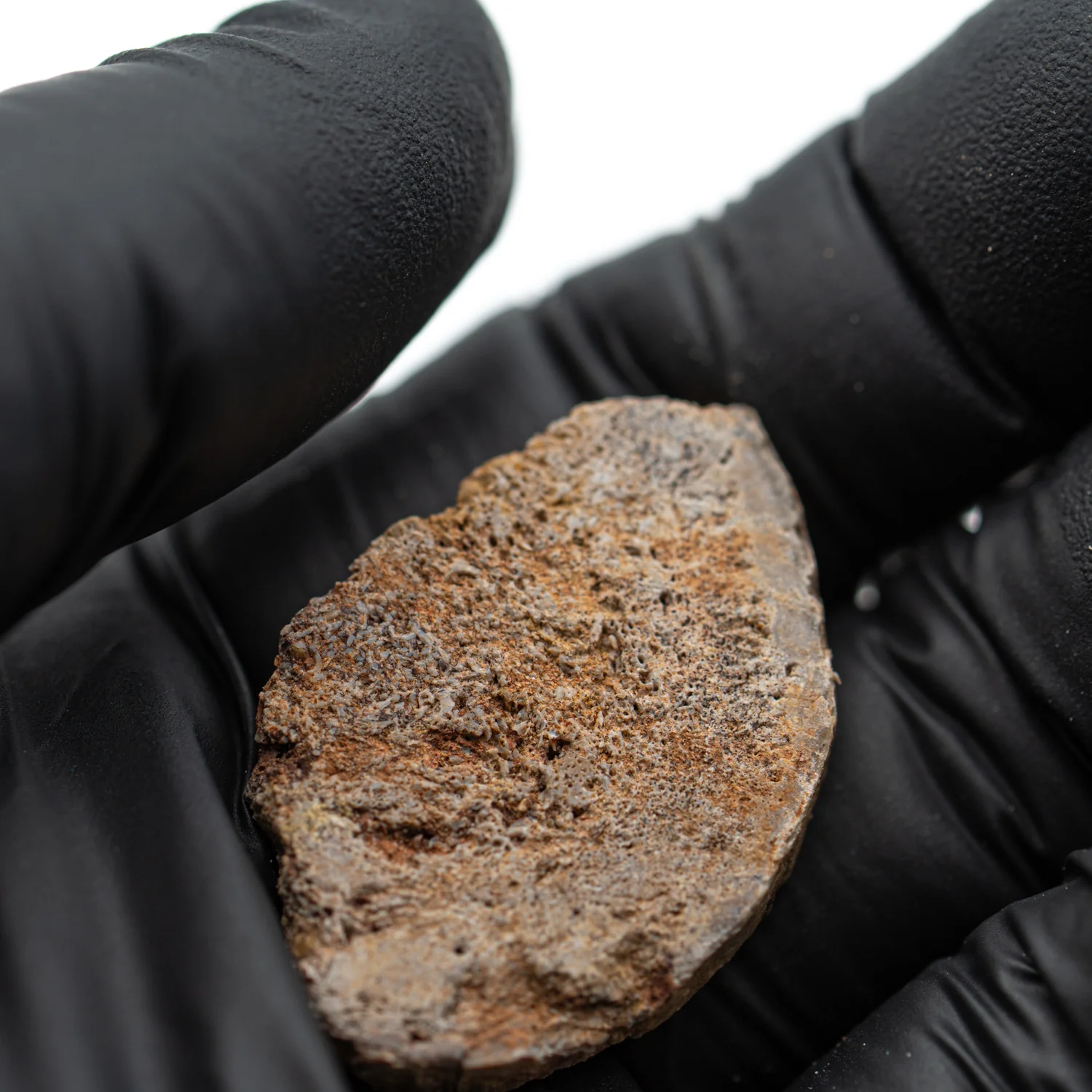 Iguanodon Bone 1.362" Cross-Section - Image 3