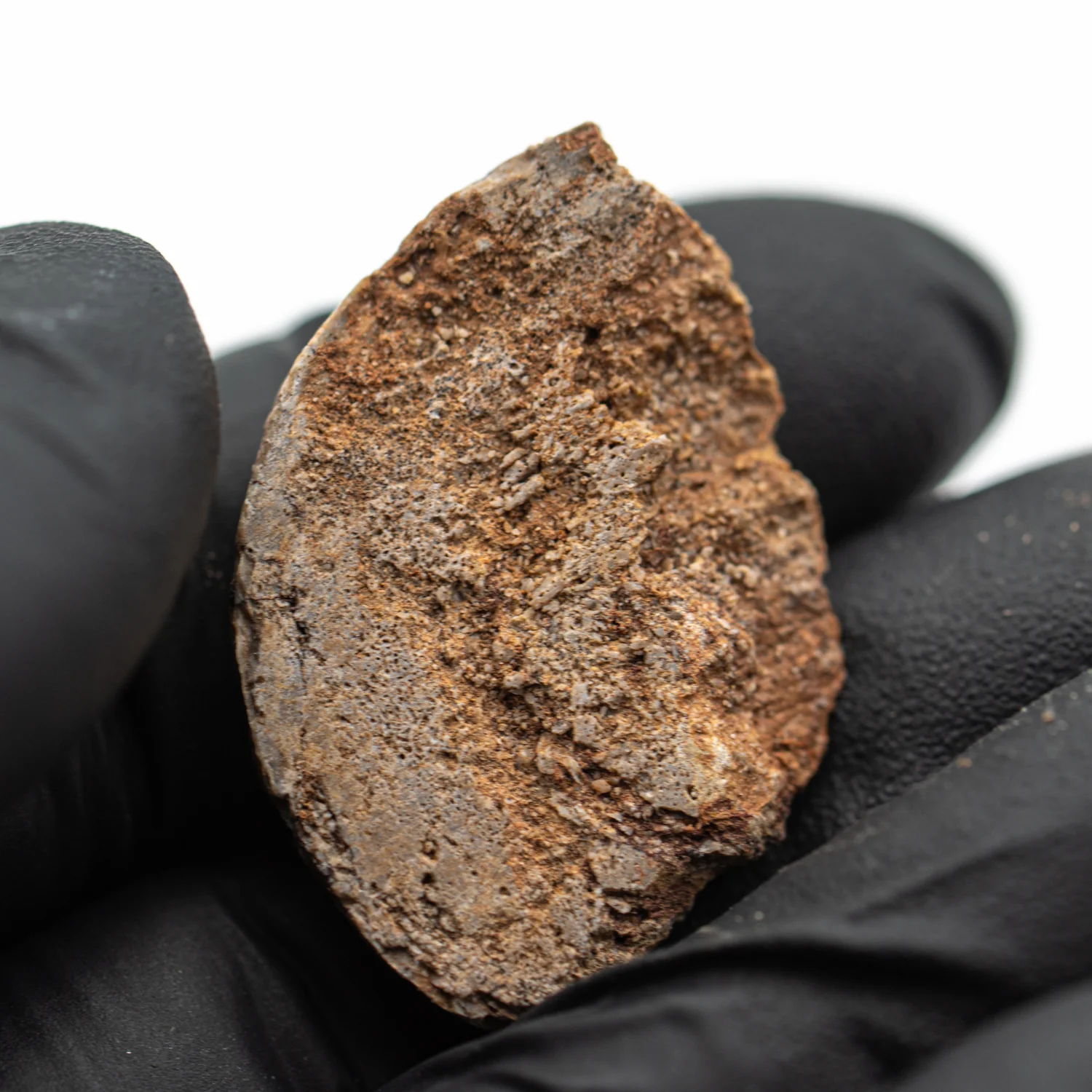 Iguanodon Bone 1.362" Cross-Section - Image 4
